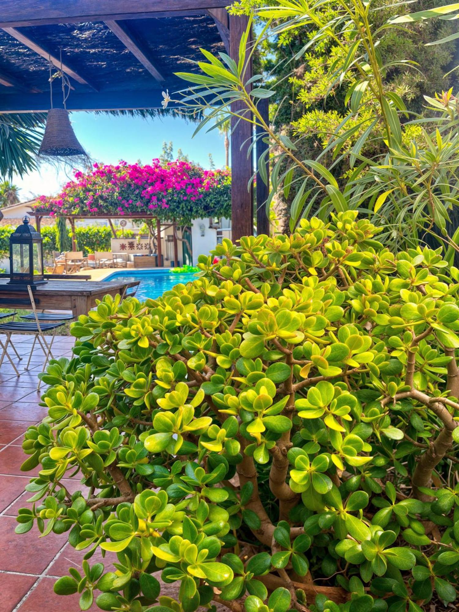 Villa Alfredo - Private Pool Next To The Beach Estepona Exteriör bild